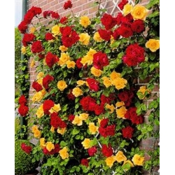 Róża pnąca żółta Goldenstern rozx4