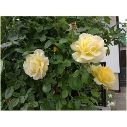 Róża pnąca żółta Goldenstern rozx4