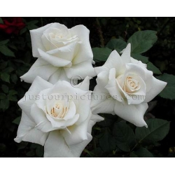 Róża wielkokw biała Pascali rozx7