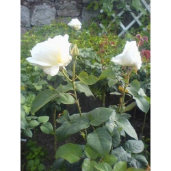 Róża wielkokw biała Pascali rozx7