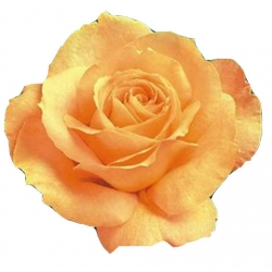 Róża wielkokwiatowa brzoskwiniowa Casanova Rwi5