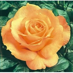 Róża wielkokw brzoskwiniowa Casanova rozx5