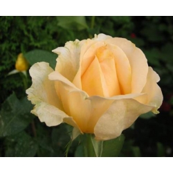 Róża wielkokw brzoskwiniowa Casanova rozx5