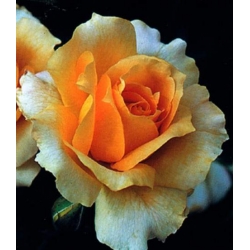 Róża wielkokw brzoskwiniowa Casanova rozx5