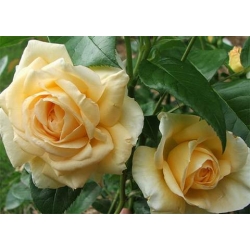 Róża wielkokw brzoskwiniowa Casanova rozx5