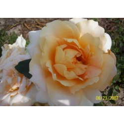 Róża wielkokw brzoskwiniowa Casanova rozx5