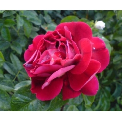 Róża wielkokw ciemnoczerwona Mr Lincoln rozx4