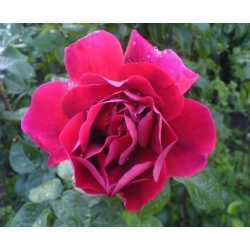 Róża wielkokw ciemnoczerwona Mr Lincoln rozx4