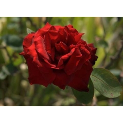 Róża wielkokw ciemnoczerwona Mr Lincoln rozx4