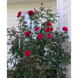 Róża wielkokw ciemnoczerwona Mr Lincoln rozx4