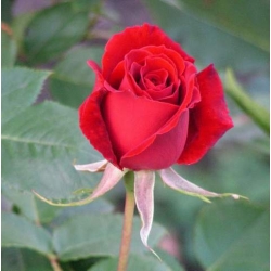 Róża wielkokw czerwona Dama de Coeur rozx3