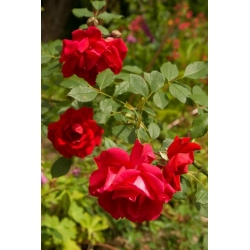 Róża wielkokw czerwona Dama de Coeur rozx3