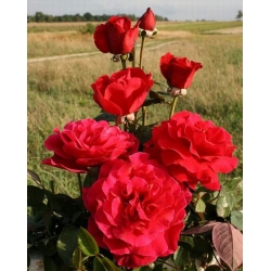 Róża wielkokw czerwona Dama de Coeur rozx3