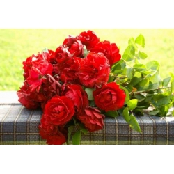 Róża wielkokw czerwona Dama de Coeur rozx3