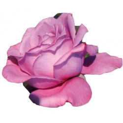 Róża wielkokwiatowa fioletowa Violette Perfume Rwi10