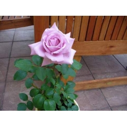 Róża wielkokw fioletowa Violette Perfume rozx10