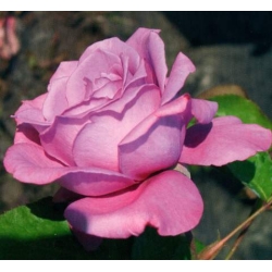 Róża wielkokw fioletowa Violette Perfume rozx10