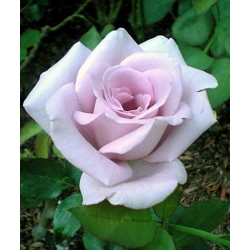 Róża wielkokw fioletowa Violette Perfume rozx10