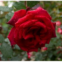 Róża wielkokw krwistoczerwona Burgund rozx2