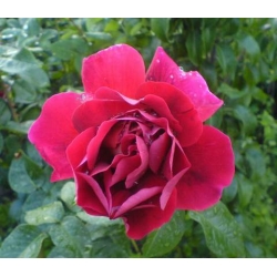 Róża wielkokw krwistoczerwona Burgund rozx2