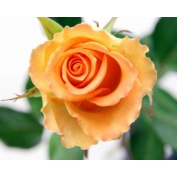 Róża wielkokw łososiowa Diana de Portie rozx9