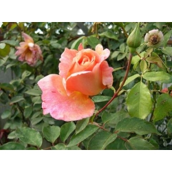 Róża wielkokw łososiowa Diana de Portie rozx9