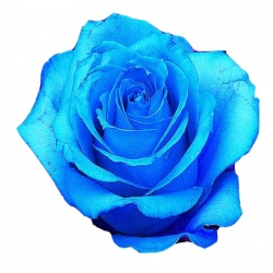 Róża wielkokwiatowa niebieska Blue Sky Rwi12