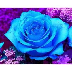 Róża wielkokw niebieska Blue Sky rozx12