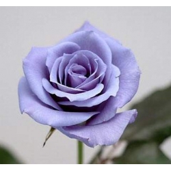 Róża wielkokw niebieska Blue Sky rozx12