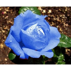 Róża wielkokw niebieska Blue Sky rozx12