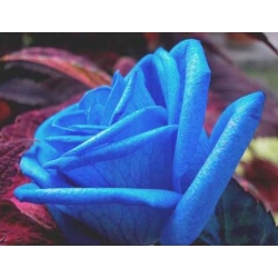 Róża wielkokw niebieska Blue Sky rozx12