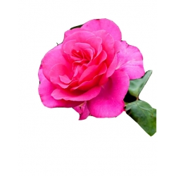 Róża wielkokwiatowa ciemnoróżowa Perola Rwi14