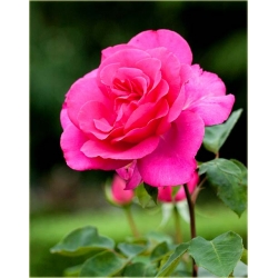 Róża wielkokw ciemnoróż Perola rozx14