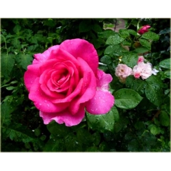 Róża wielkokw ciemnoróż Perola rozx14