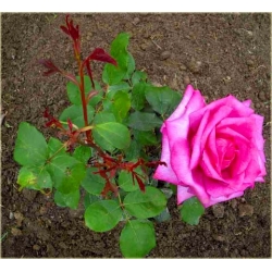 Róża wielkokw ciemnoróż Perola rozx14