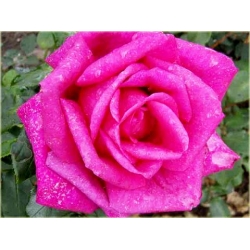 Róża wielkokw ciemnoróż Perola rozx14