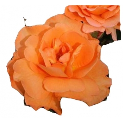 Róża wielkokwiatowa pomarańczowa Doris Rwi13