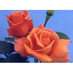 Róża wielkokw pomarańcz Doris rozx13