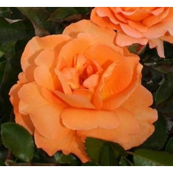 Róża wielkokw pomarańcz Doris rozx13