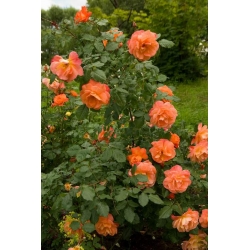 Róża wielkokw pomarańcz Doris rozx13