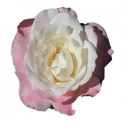 Róża wielkokwiatowa różowo-biała Dessa Rwi6