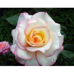 Róża wielkokw różowo-biała Dessa rozx6