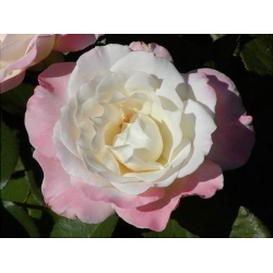 Róża wielkokw różowo-biała Dessa rozx6