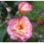Róża pnąca biało-różowa Handel rozx10