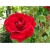 Róża pnąca czerwona Amadeus rozx14