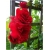 Róża pnąca czerwona Amadeus rozx14