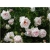 Róża pnąca różowa New Dawn rozx13