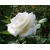 Róża wielkokw biała Pascali rozx7
