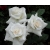 Róża wielkokw biała Pascali rozx7
