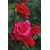 Róża wielkokw czerwona Dama de Coeur rozx3
